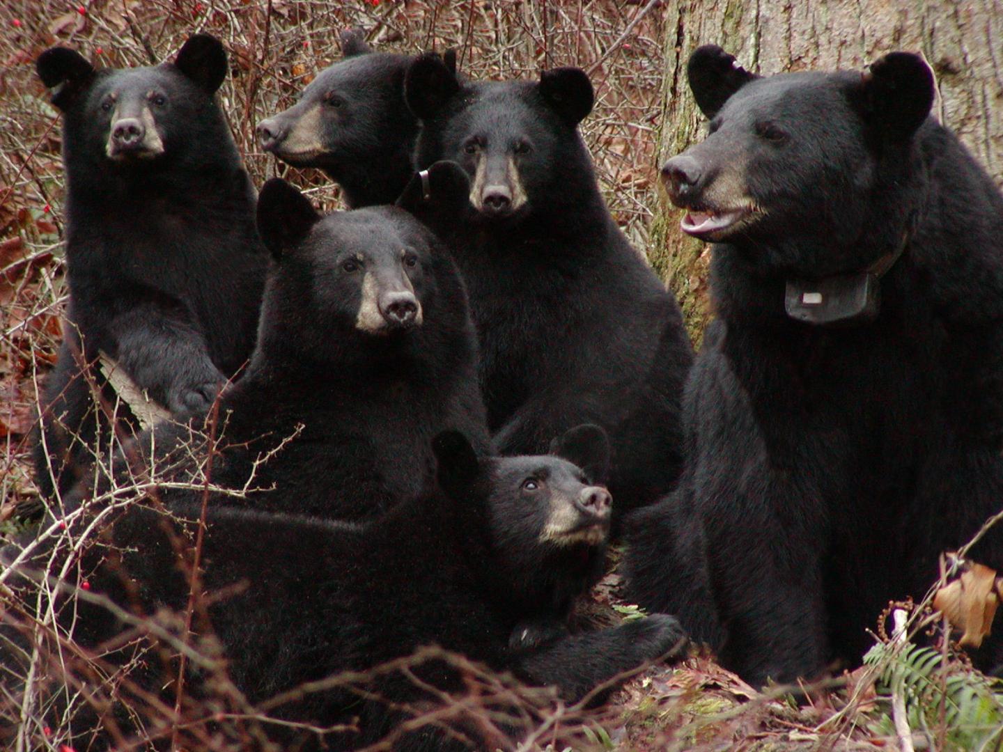 Collared Black Bear Sow with Cubs in Northwestern New Jersey