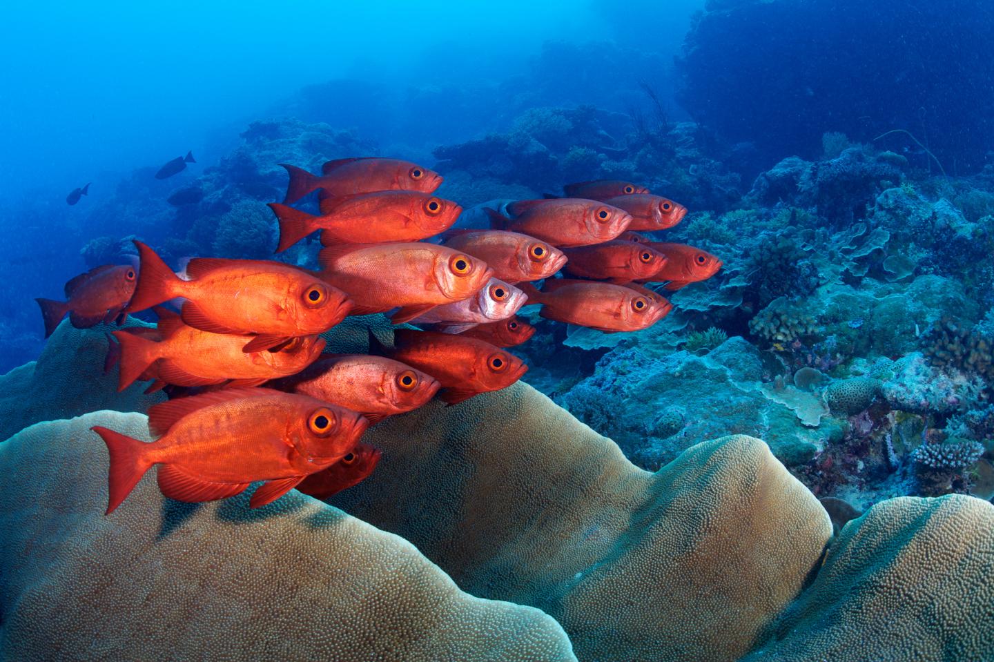 Palau's Coral Reefs: A Jewel of the Ocean