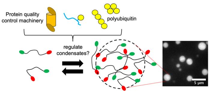 UBQLN2 Condensates