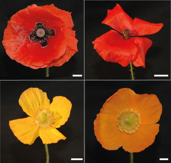 Different Poppies Used in the Study