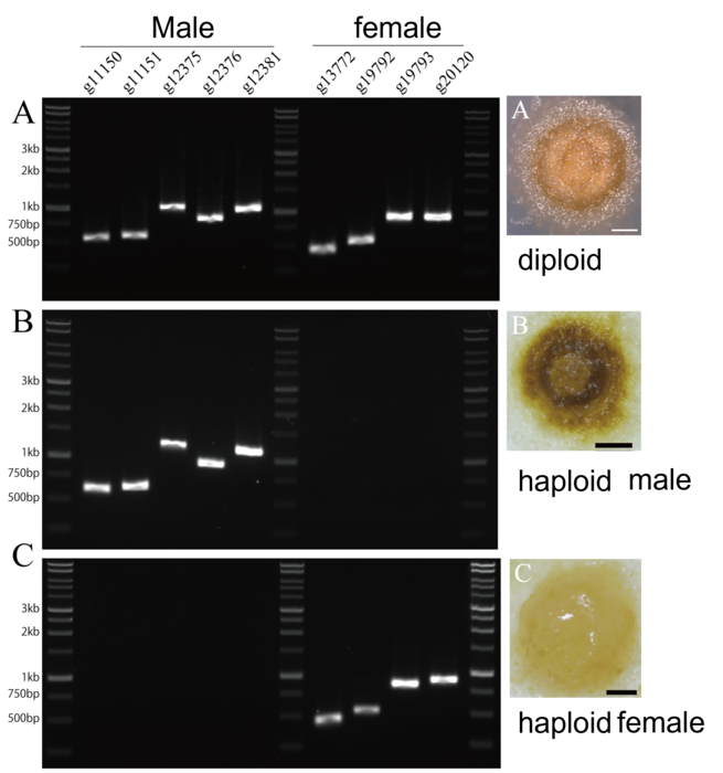 PCR test of germlings