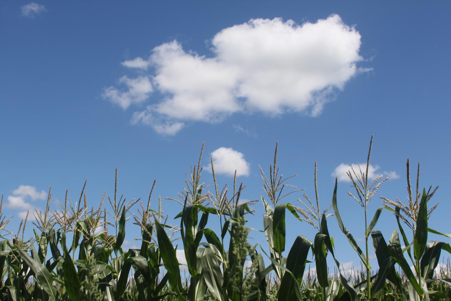 A Corn Field in Upstate New York