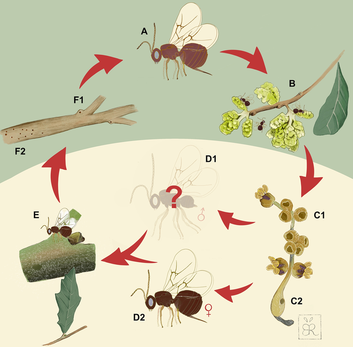 lifecycle of Neuroterus valhalla