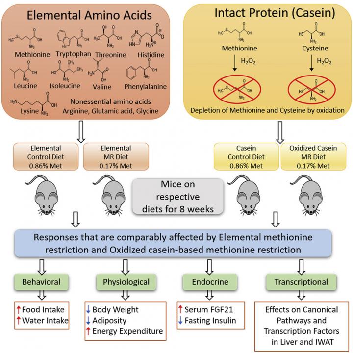 Oxidized casein in methionine-restricted diet