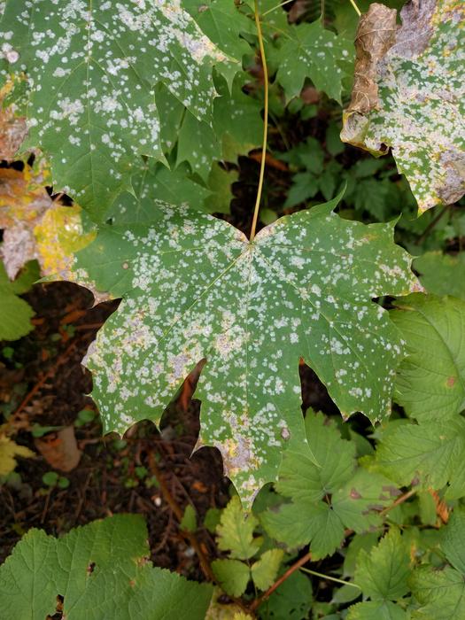 Powdery mildew on maple