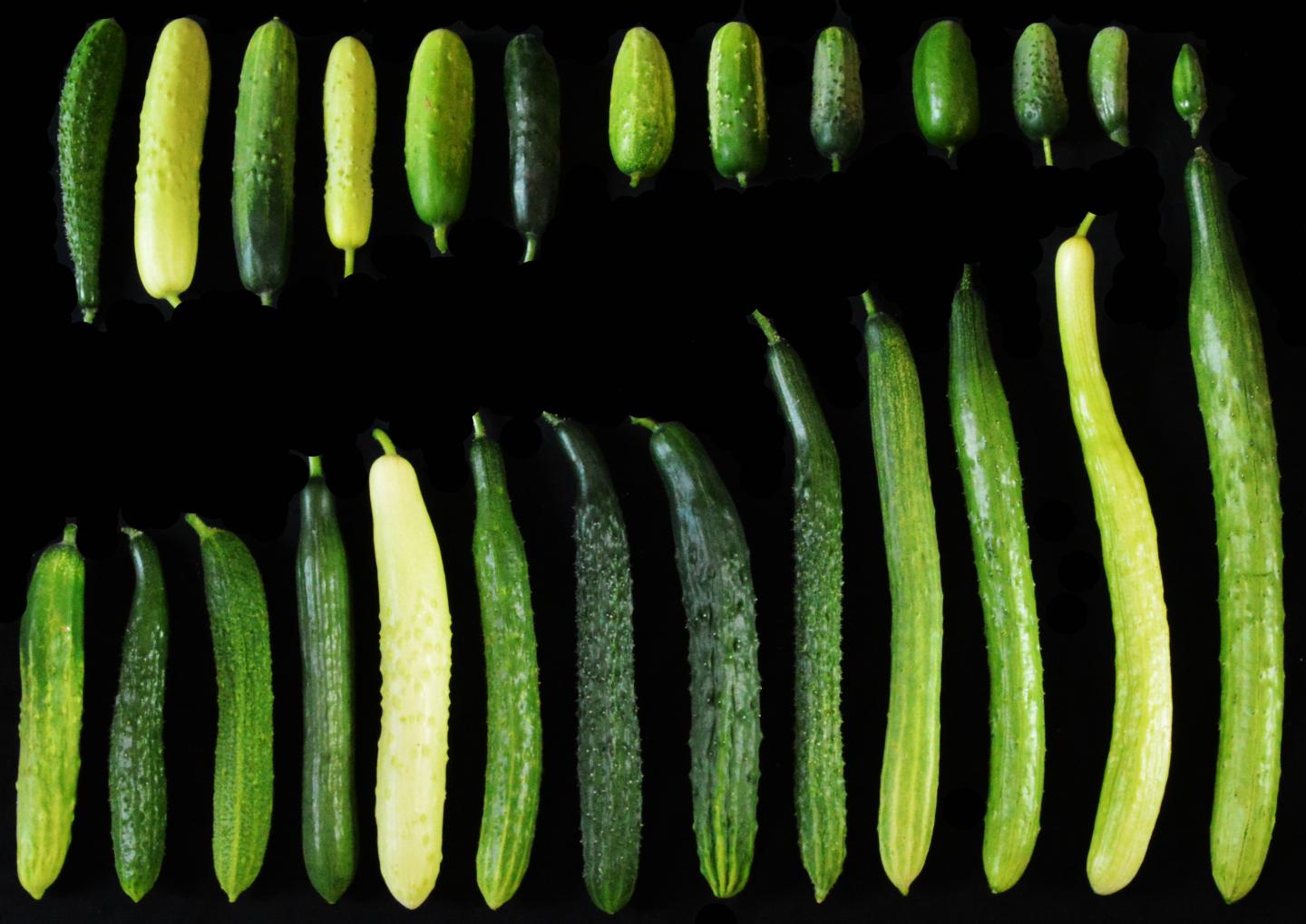 Genetic Variant Linked To Cucumber Fruit Leng Eurekalert