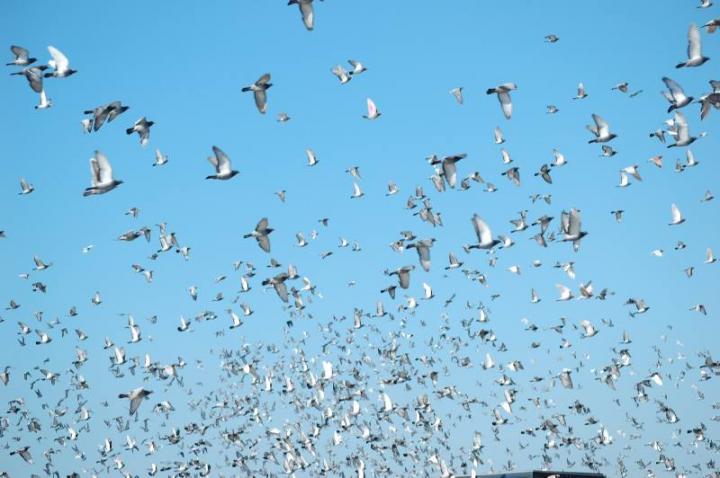 Homing in on Racing Pigeon Performance