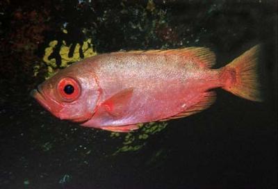 <i>Heteropriacanthus cruentatus</i>