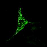 TPC2 in a Melanosome