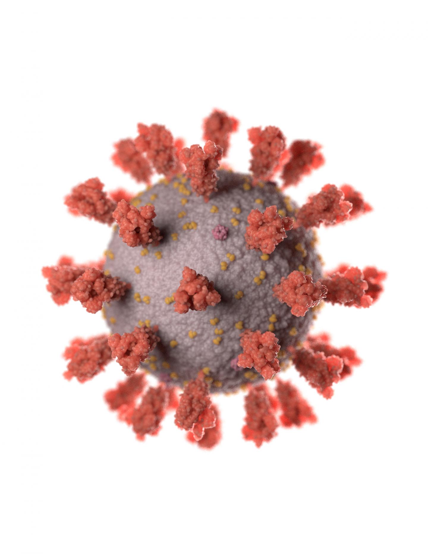 Salk coronavirus illustration