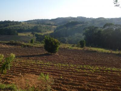 Atlantic Forest (2 of 3)