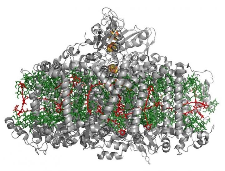 Photosynthesis Originated a Billion Years Earlier Than We Thought, Study Shows