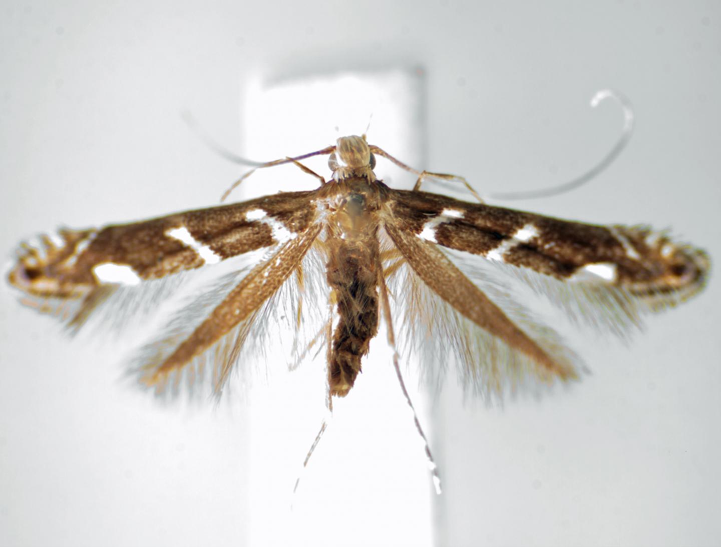 New Species Named for Obamas