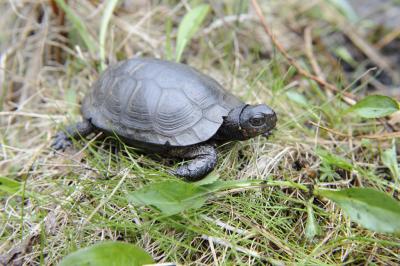 Bog Turtle [IMAGE] | EurekAlert! Science News Releases