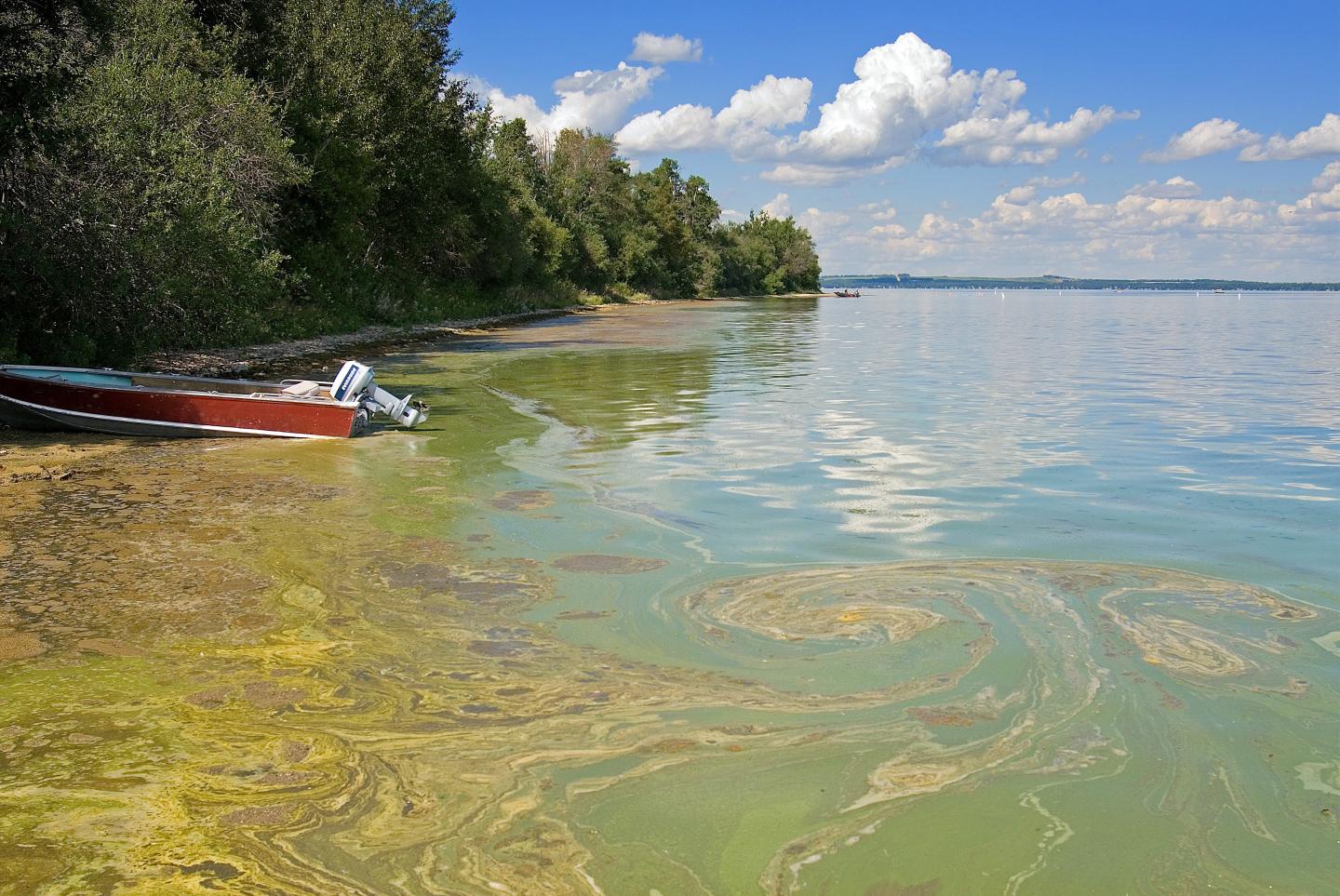 Cyanobacteria on Lake