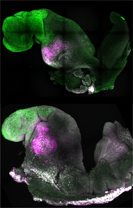 ‘Synthetic’ embryo with brain and beating hea - EurekAlert