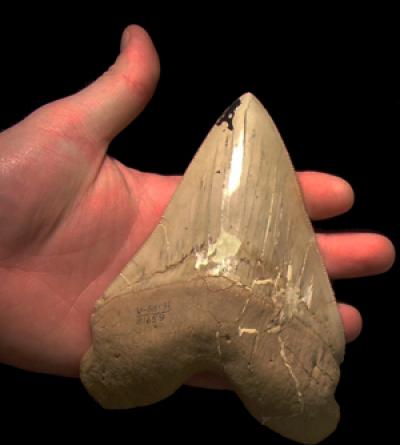 Megalodon Tooth