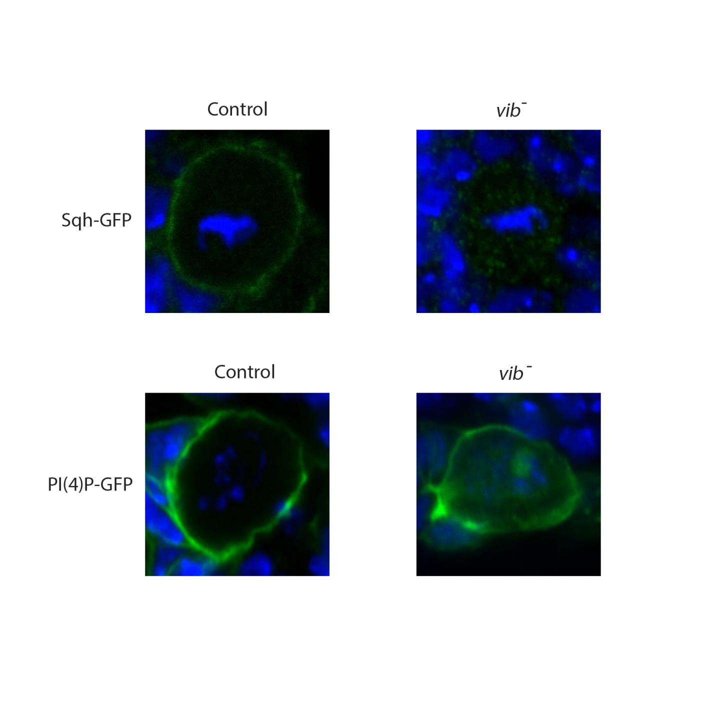 Unpacking Asymmetric Cell Division