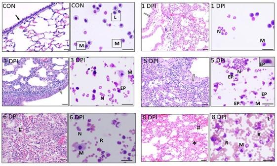 Lung pathologic changes & bronchoalveolar lavage inflammatory cellular signatures during course of lethal-influenza infection