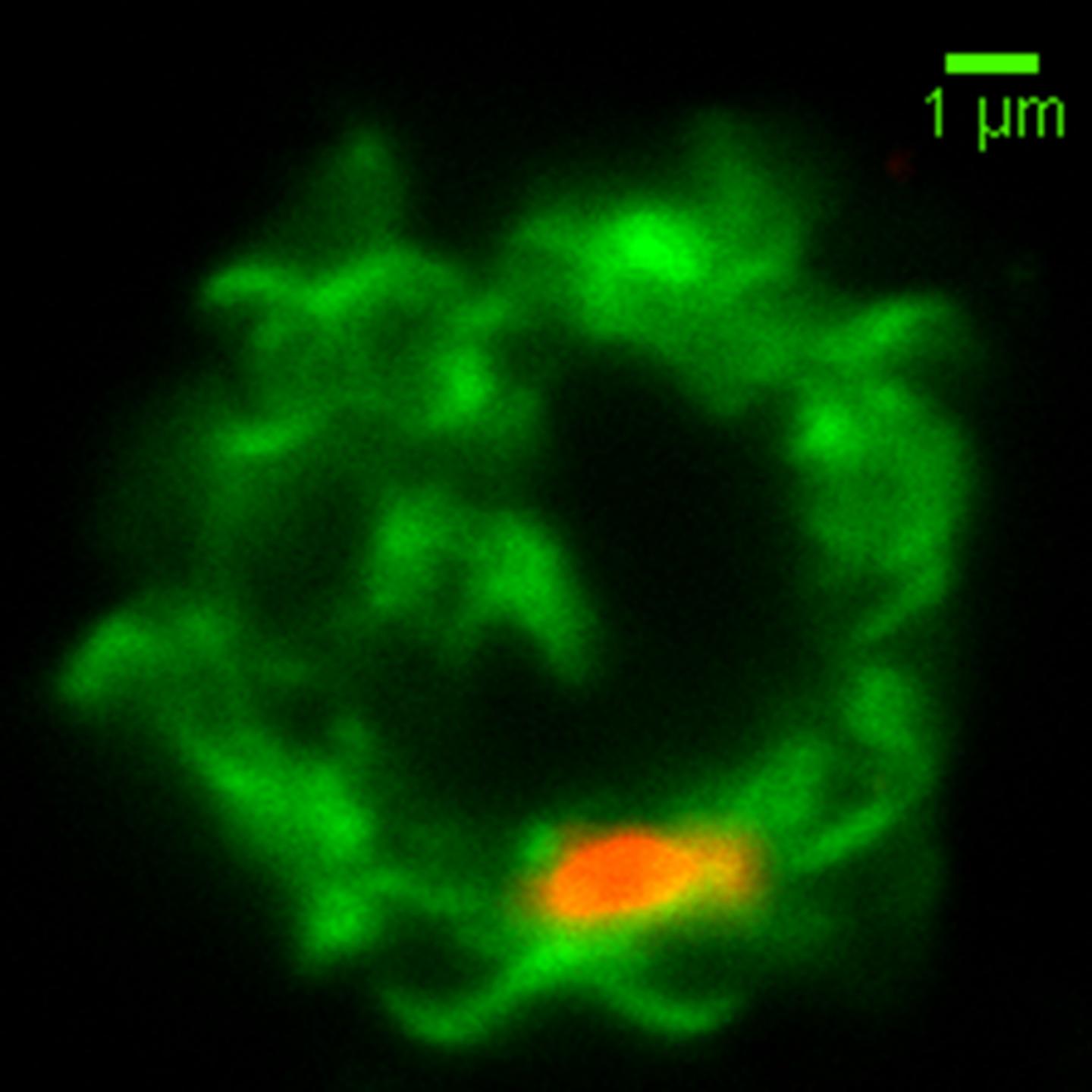 How Malaria Infection Activates Natural Killer Cells