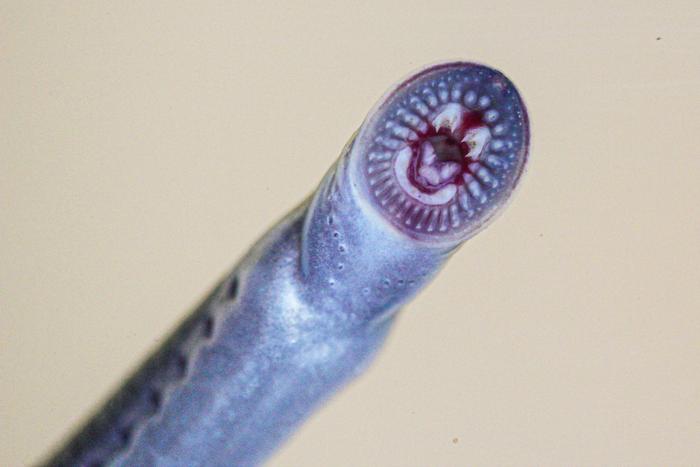 The mouth of a juvenile Australian brook lamprey.