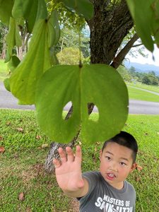 Feng's son helping with collecting a specimen of a symmetrical insect-feeding damage on a leaf of Bauhinia
