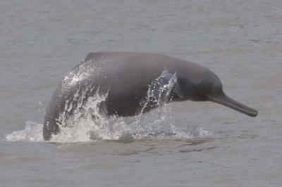 A Ganges River Dolphin in the Sundarban National Forest, Bangladesh
