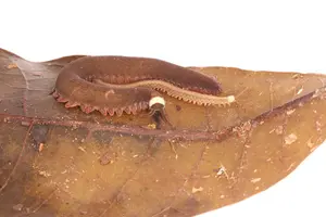 Adult female Tiputini velvet worm (Oroperipatus tiputini) with her offspring.