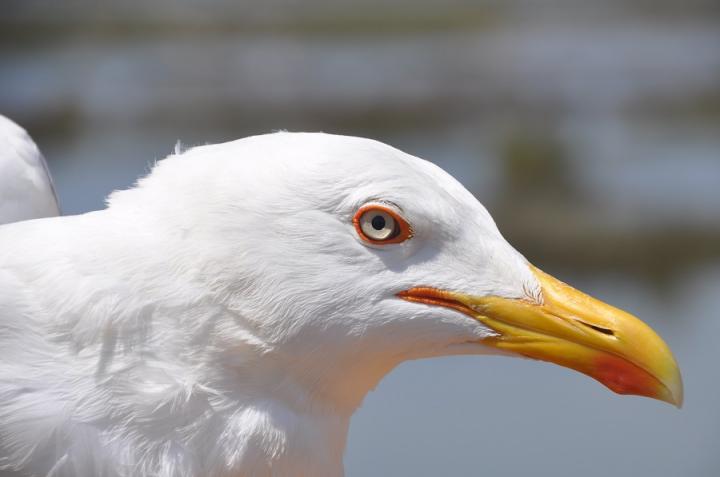 <i>Larus michahellis</i>