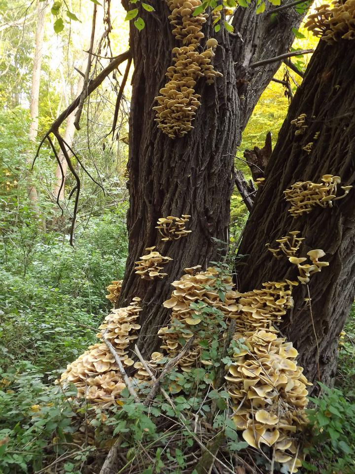 Fruiting Bodies on and around Trees in Armillaria-Infected Areas
