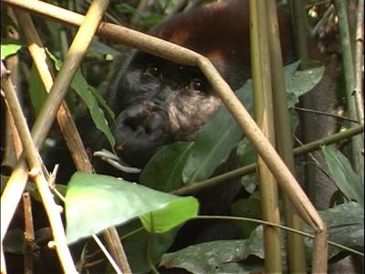 Ebobo, an Adult Male Silverback Western Gorilla