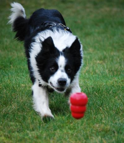 Border Collie
