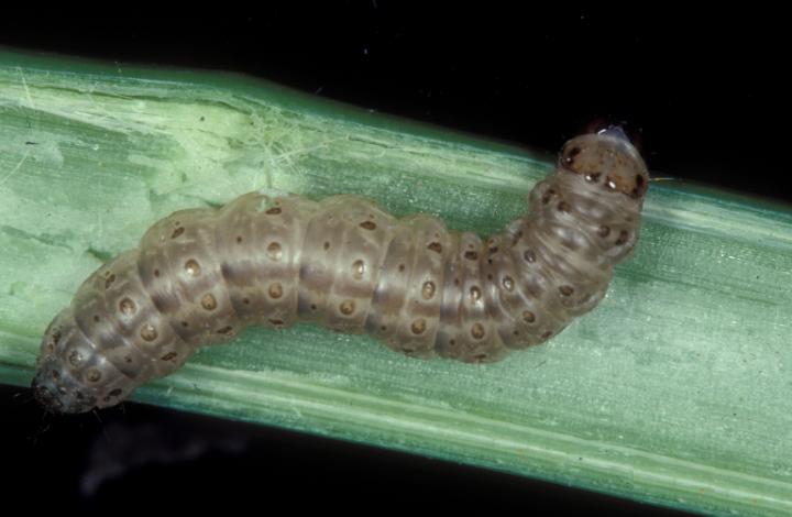 European Corn Borer Caterpillar