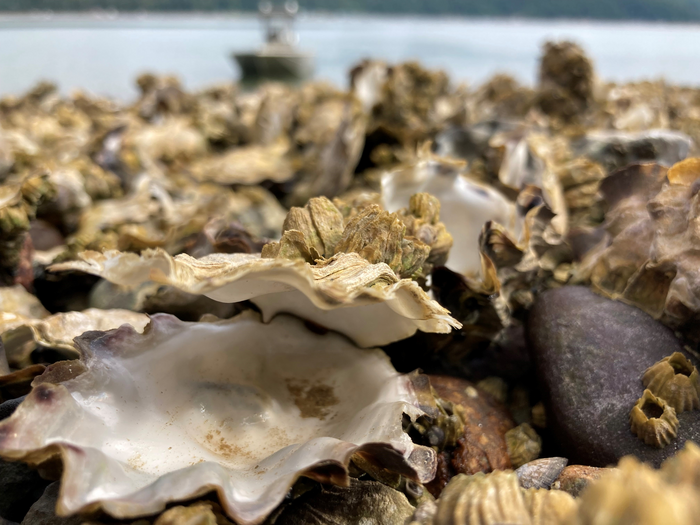 Dead oysters [IMAGE] EurekAlert! Science News Releases
