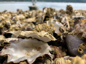 Dead oysters