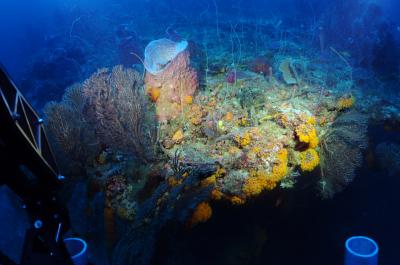Deep-Reef, Southern Caribbean