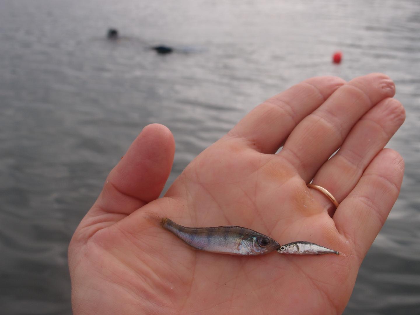 A Stickleback and a Perch