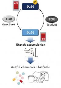 Representation of the 'Switch' Controlling Starch Accumulation