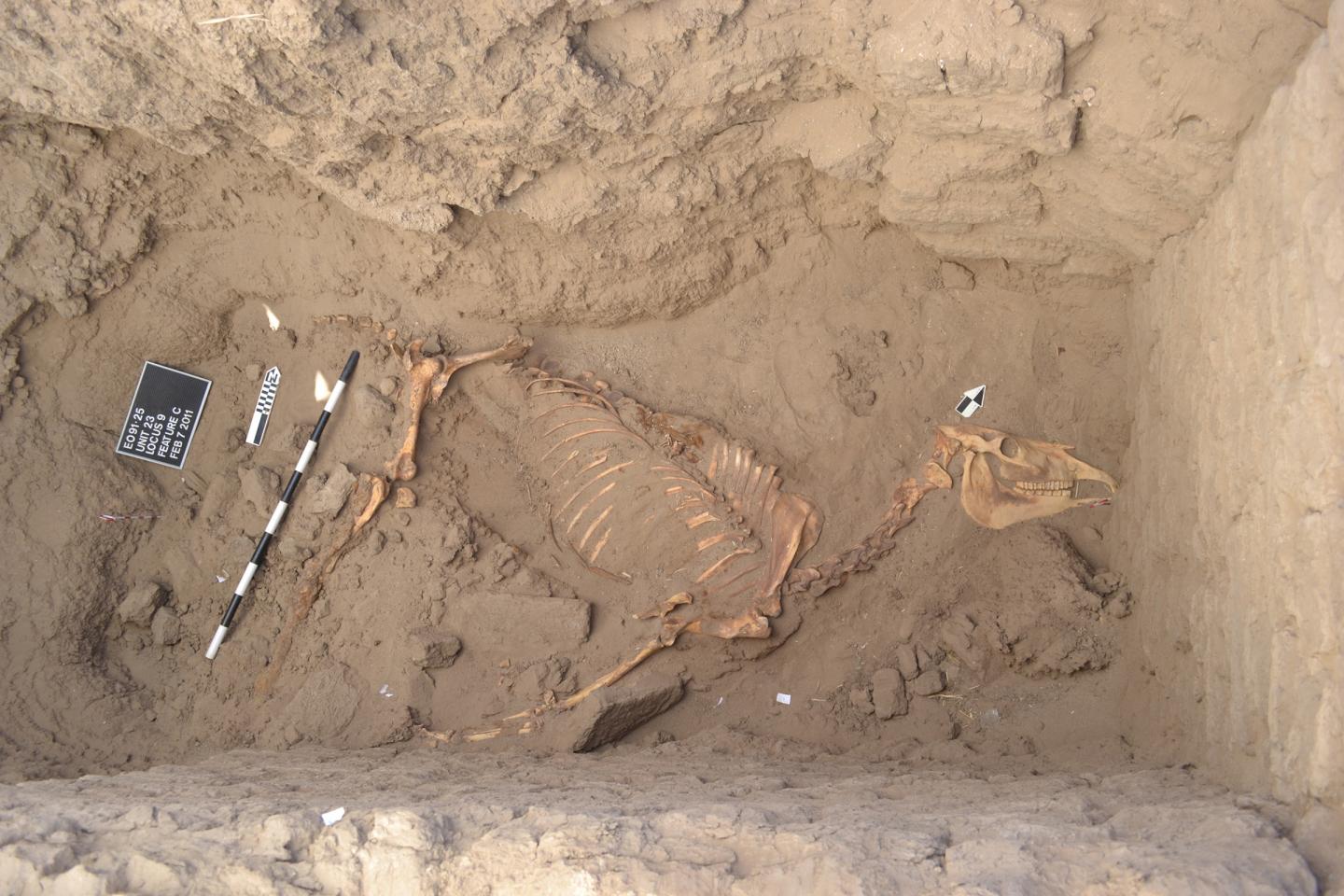 Purdue archaeologists on ancient horse find i | EurekAlert!