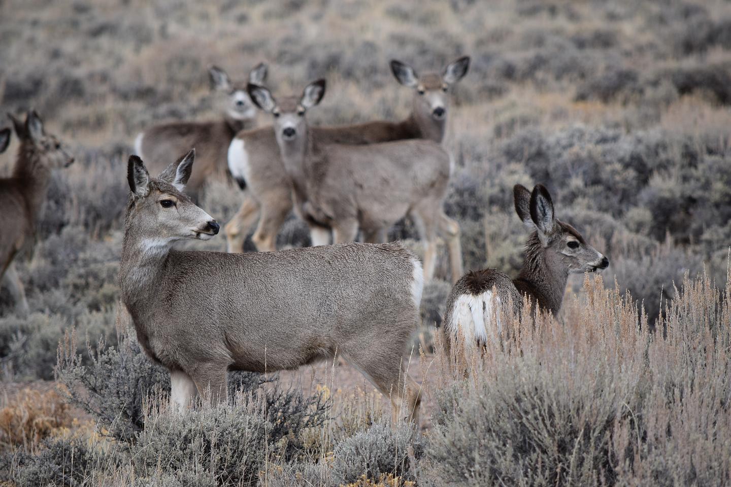 Mule Deer before Migration