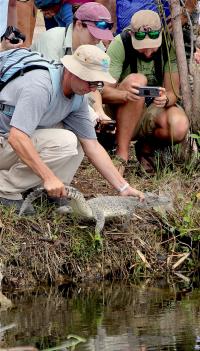 Cuban Crocodile Release