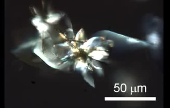 Microscopy of Self-Oscillation of the Crystalline Assembly