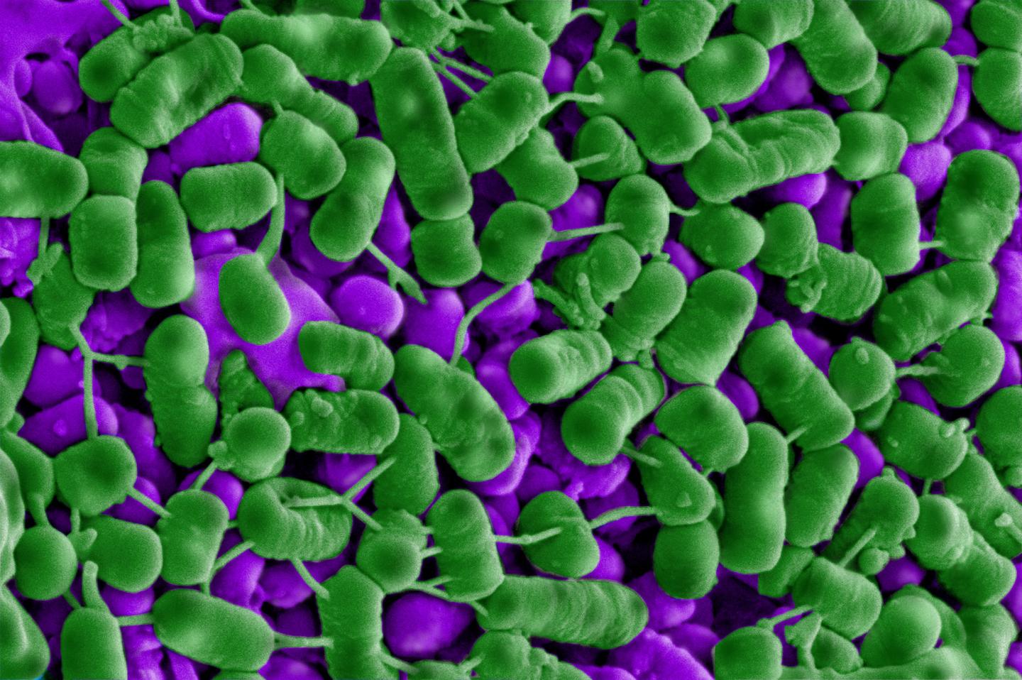 Listeria Bacteria