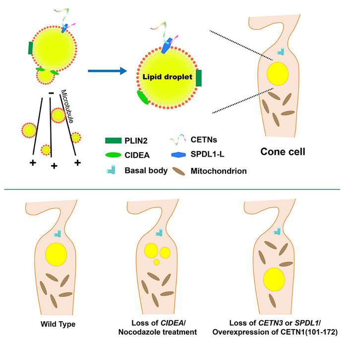 Centrins control chicken cone cell lipid droplet dynamics through lipid droplet-localized SPDL1-L
