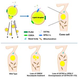 Centrins control chicken cone cell lipid droplet dynamics through lipid droplet-localized SPDL1-L