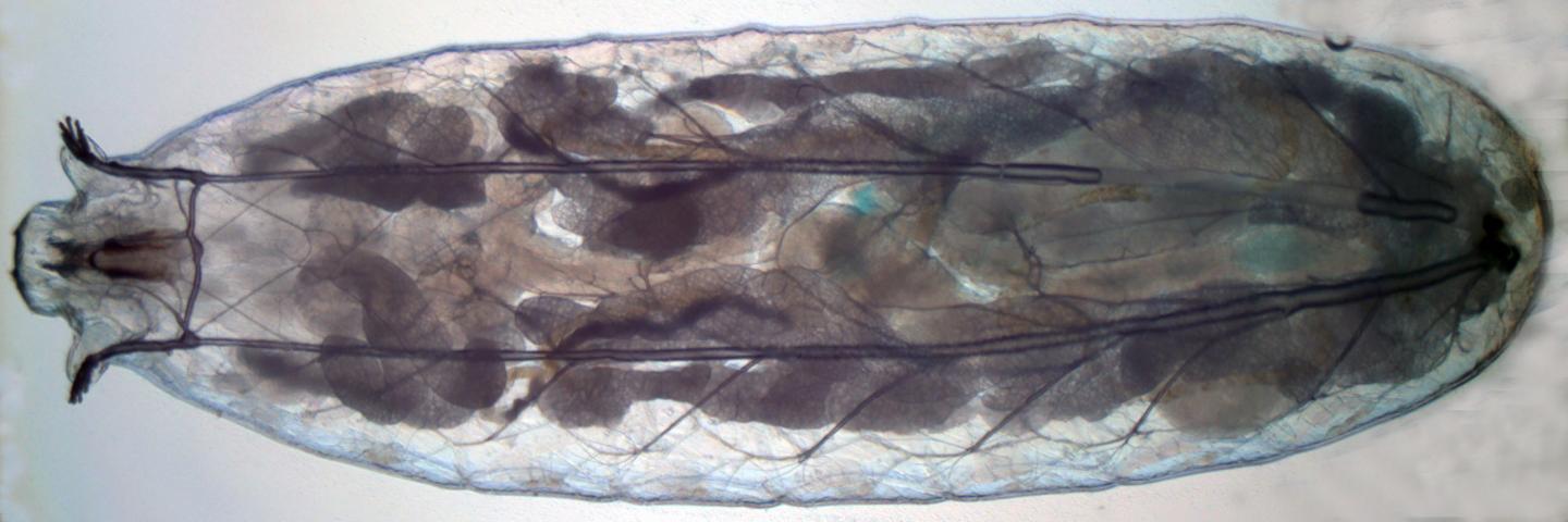 Light Microscopy Image of a Live <i>Drosophila<i>