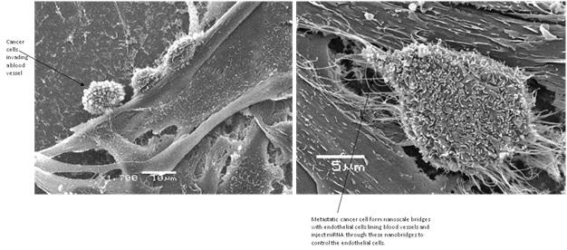 Metastatic Cancer Cells Form Nanoscale Bridges