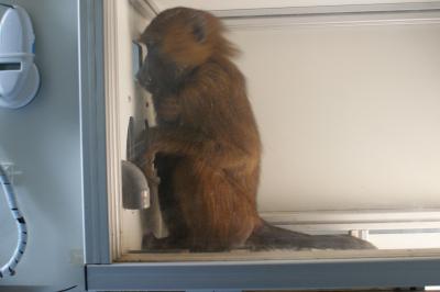 Baboons Can Learn to Spot Printed Words (5 of 9)