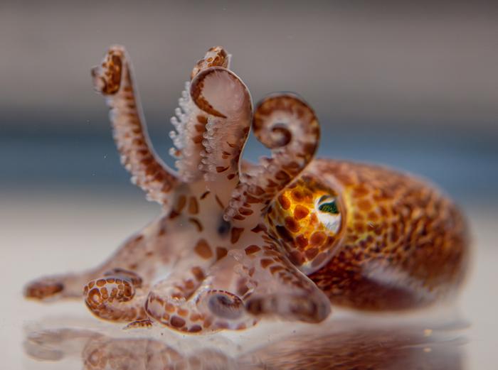 Hawaiian bobtail squid