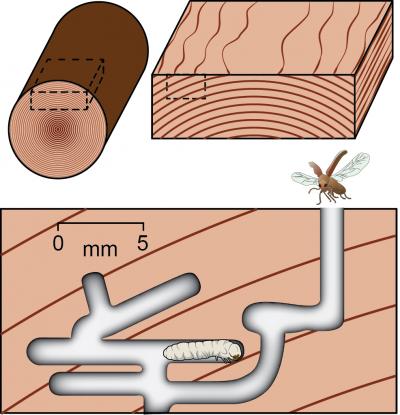 Wormholes from Centuries-Old Art Prints Reveal the History of the Worm (2 of 3)